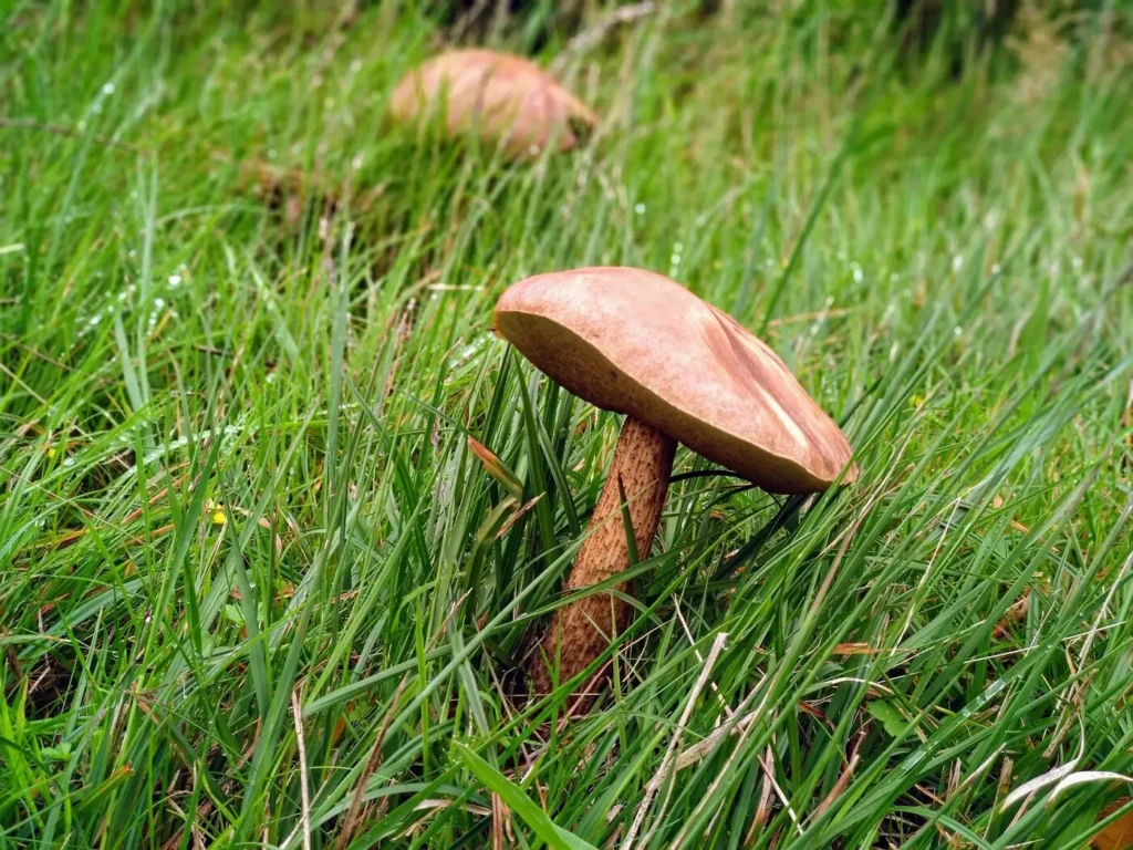 Reducing the Harms Related to Psilocybin Mushrooms Canada