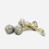 Albino Treasure Coast Magic Mushrooms - Bloom Supply