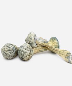 Albino Treasure Coast Magic Mushrooms - Bloom Supply