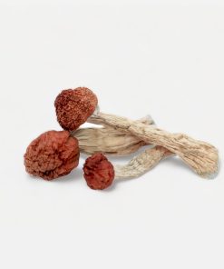 Amazonian Magic Mushrooms - Bloom Supply