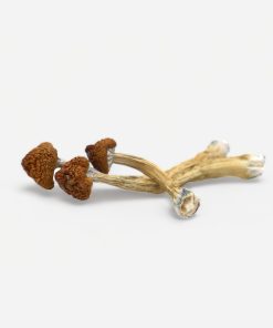 Big Mex Magic Mushrooms - Bloom Supply