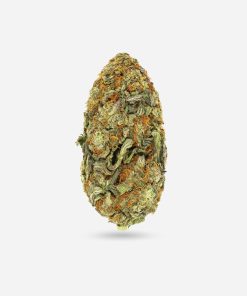 Blue Shark Auto – Indica - Bloom Supply