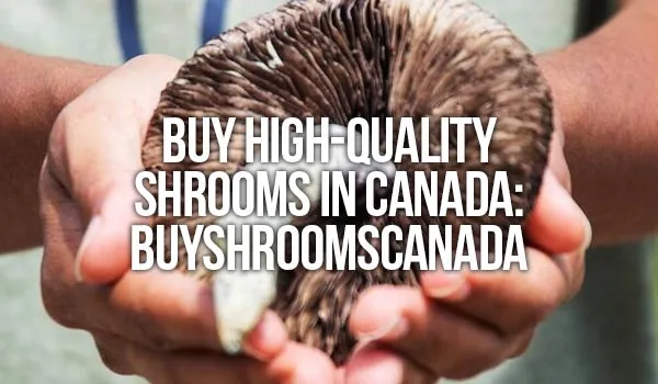 Blog Buy High-Quality Shrooms In Canada: BUY SHROOMS CANADA