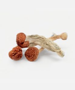 Cambodian Magic Mushrooms - Bloom Supply
