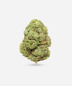 Cherry Bomb – Hybrid - Bloom Supply