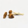 Daddy Long Legs Magic Mushrooms - Bloom Supply