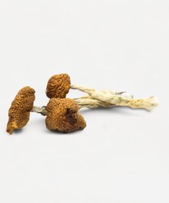 Daddy Long Legs Magic Mushrooms - Bloom Supply
