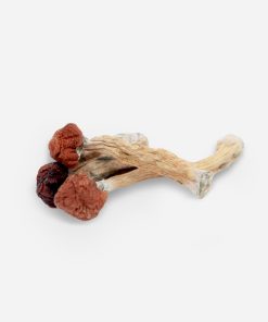 Florida White Magic Mushrooms - Bloom Supply