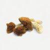 Golden Teacher Magic Mushrooms - Bloom Supply