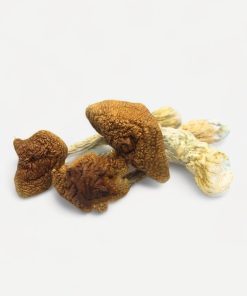 Golden Teacher Magic Mushrooms - Bloom Supply