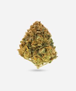 Goldie – Hybrid - Bloom Supply