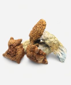 King Kong Magic Mushrooms - Bloom Supply