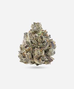 King Louie XIII – Indica - Bloom Supply