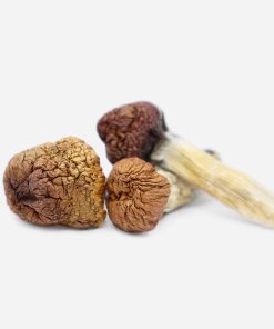 Mazatapec Magic Mushrooms - Bloom Supply