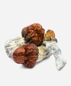 Texas Yellow Cap Magic Mushrooms - Bloom Supply