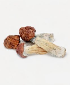 Tidal Wave Magic Mushrooms - Bloom Supply