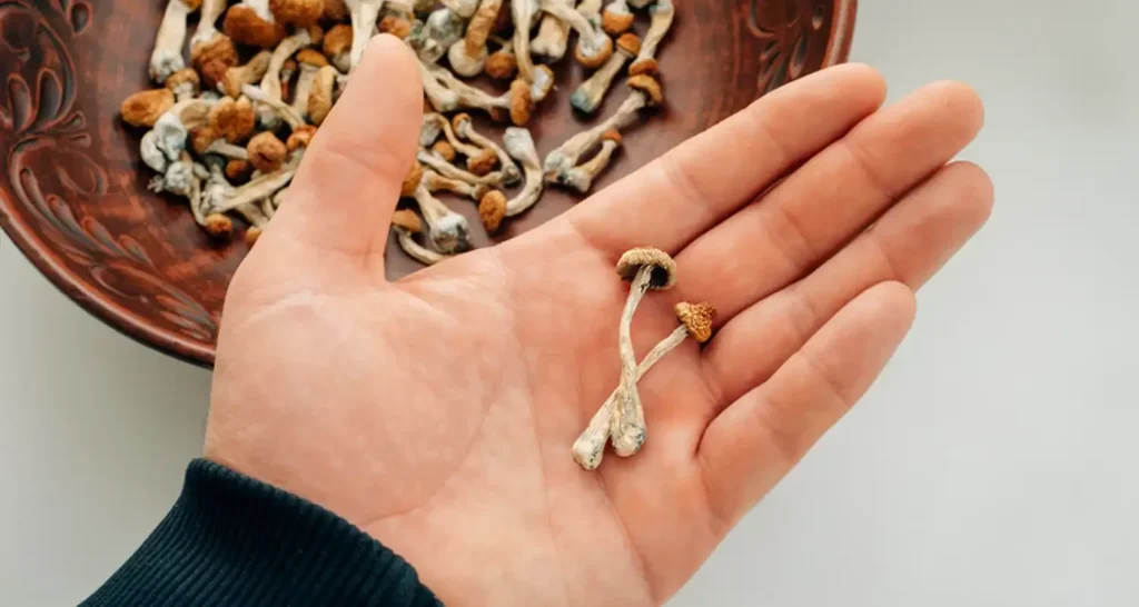 Magic Mushroom Dosage Guide: Find Your Ideal Dose
