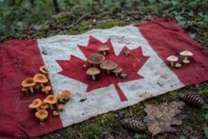 History about Magic mushrooms in Canada
