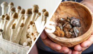 Are Magic Truffles Same as Mushrooms? Uncover the Differences