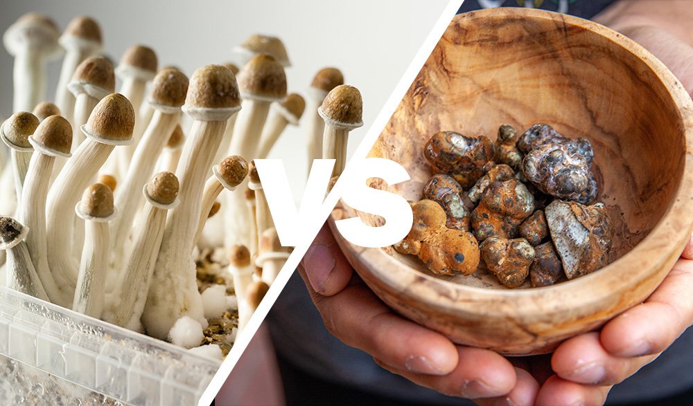 Are Magic Truffles Same as Mushrooms? Uncover the Differences