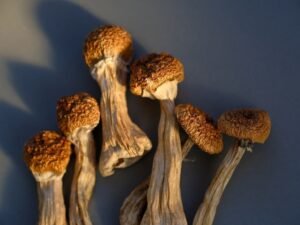 A Safe and Responsible Guide to Dosing Magic Mushrooms