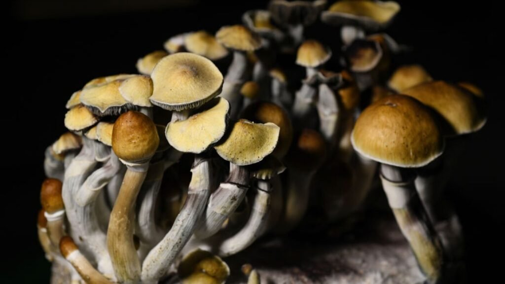 What are Magic Mushrooms? An Overview